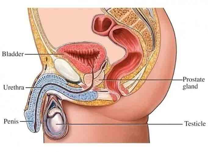 prostate gland treatment